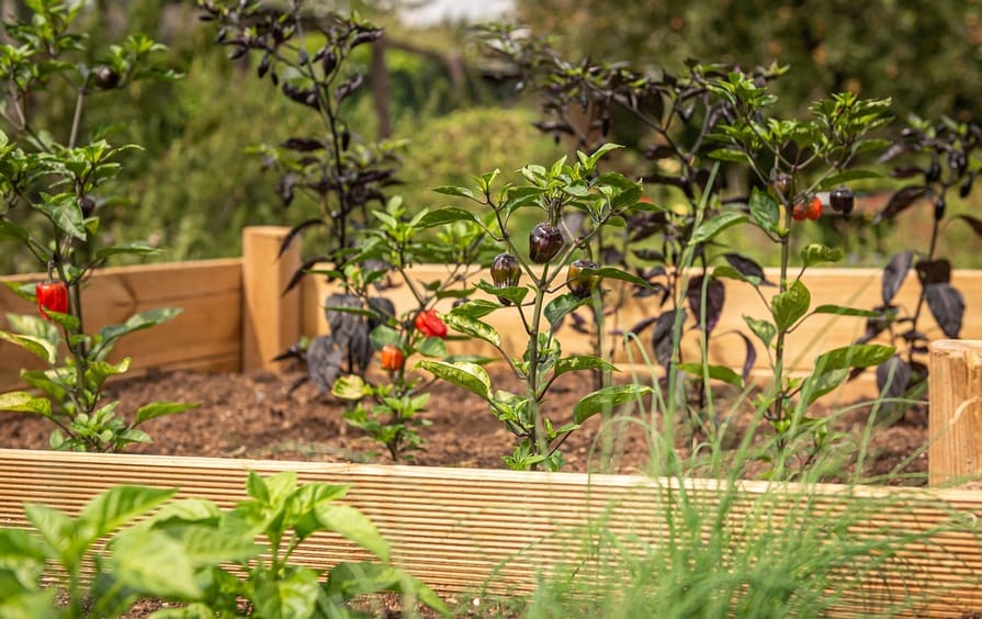 Chilipflanzen in einem Hochbeet aus Holz